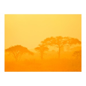Φωτοταπετσαρία - Orange savanna 200x154 εκ
