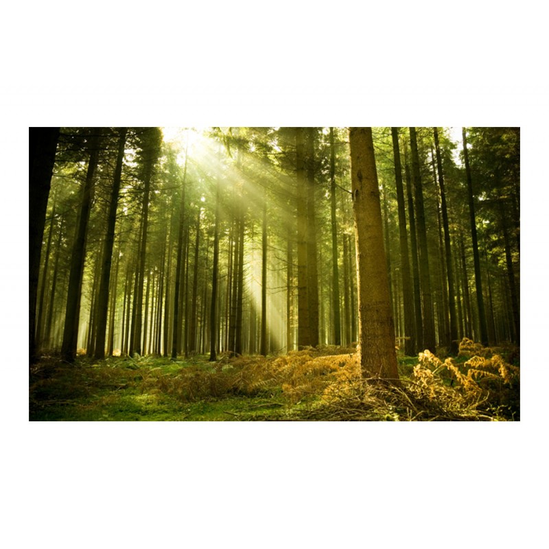 Φωτοταπετσαρία - Pine forest 200x154 εκ