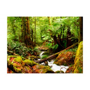 Φωτοταπετσαρία - Rainforest 200x154 εκ