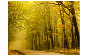 Φωτοταπετσαρία - Road in autumn forest 200x154 εκ