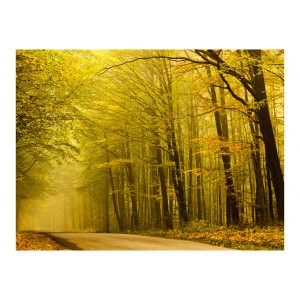 Φωτοταπετσαρία - Road in autumn forest 200x154 εκ