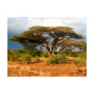 Φωτοταπετσαρία - Samburu National Reserve, Kenya 200x154 εκ