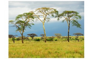 Φωτοταπετσαρία - Savanna trees 200x154 εκ