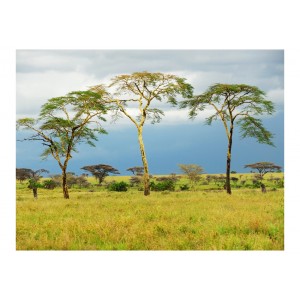 Φωτοταπετσαρία - Savanna trees 200x154 εκ