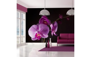 Φωτοταπετσαρία - stylish  orchis 200x154 εκ