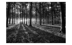 Φωτοταπετσαρία - The Light in the Forest