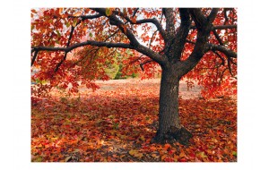 Φωτοταπετσαρία - Tree in fall 200x154 εκ