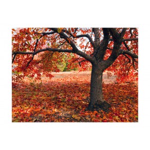 Φωτοταπετσαρία - Tree in fall 200x154 εκ