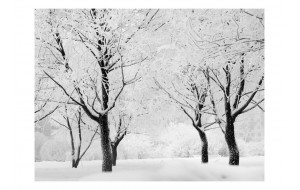 Φωτοταπετσαρία - Trees - winter landscape 200x154 εκ
