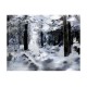Φωτοταπετσαρία - Winter forest 200x154 εκ