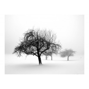 Φωτοταπετσαρία - Winter: Trees 200x154 εκ