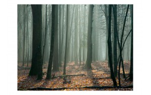 Φωτοταπετσαρία - Witches' forest 200x154 εκ