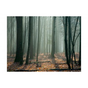 Φωτοταπετσαρία - Witches' forest 200x154 εκ