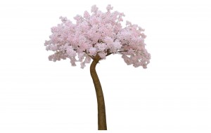 Cherry Blossom Pink διακοσμητικό δέντρο κερασιάς σε ροζ απόχρωση 300 εκ