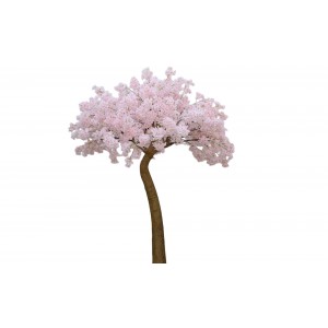 Cherry Blossom Pink διακοσμητικό δέντρο κερασιάς σε ροζ απόχρωση 300 εκ