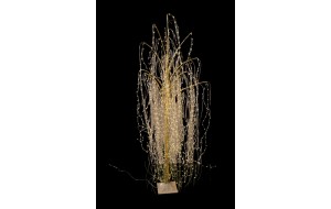 microled willow 180cm 1800led champagne/silver 8 functions warm white ip44