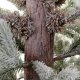 EchoNatural Forest Frost Χριστουγεννιάτικο δέντρο παγωμένο full plastic με ύψος 200 εκ