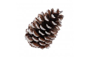 Κουκουνάρια βαμμένα 13 - 15 εκ