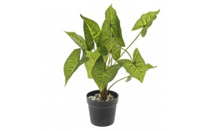Διακοσμητικό φυτό φυλλόδεντρο με δώδεκα φύλλα και γλάστρα 38 εκ