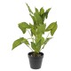 Διακοσμητικό φυτό φυλλόδεντρο με δεκαοχτώ φύλλα και γλάστρα 48 εκ