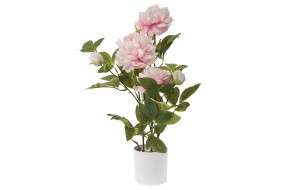 Διακοσμητικό φυτό παιώνια σε ροζ χρώμα με γλάστρα 70 εκ