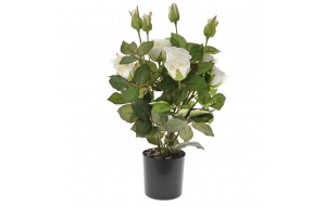 Λευκή τριανταφυλλιά διακοσμητική σε μαύρη pp γλάστρα 45 εκ