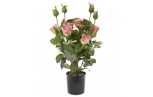 Διακοσμητική ροζ τριανταφυλλιά σε μαύρη pp γλάστρα 45 εκ
