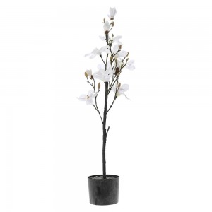 Μανόλια διακοσμητικό φυτό λευκή σε μαύρη pp γλάστρα 114 εκ