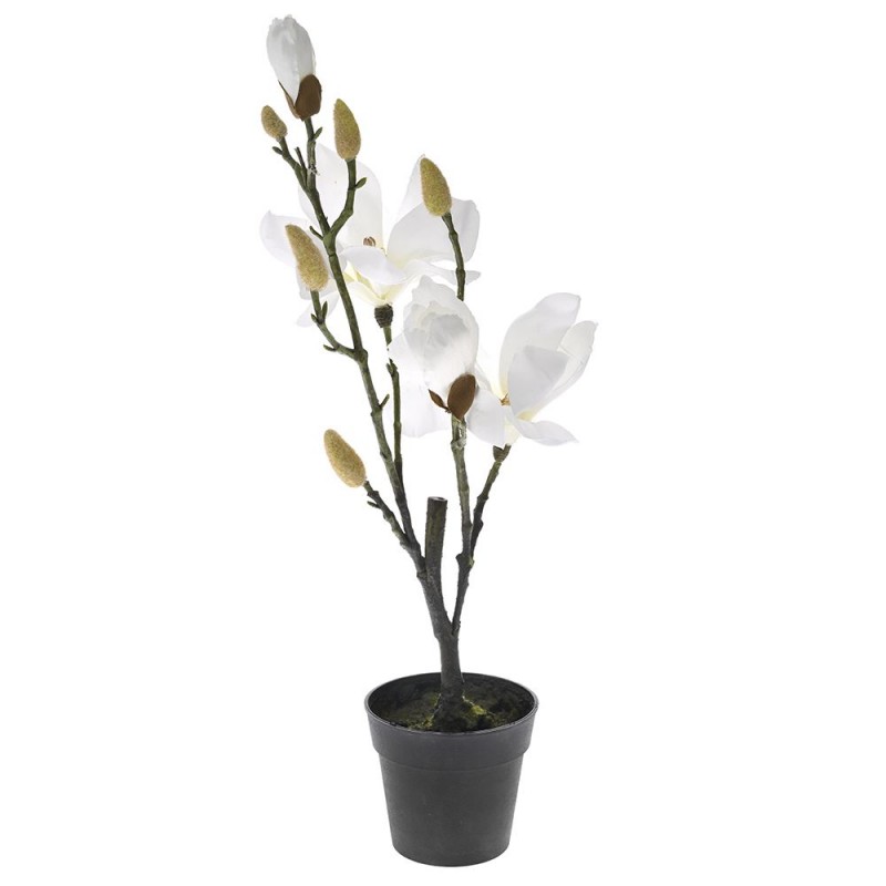 Διακοσμητικό φυτό λευκή μανόλια σε μαύρη pp γλάστρα 53 εκ