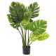 Διακοσμητικό φυτό μονστέρα με επτά φύλλα σε pp γλάστρα 60 εκ