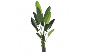 Φυτό ραβενάλα με δεκατρία φύλλα σε pp γλάστρα 235 εκ