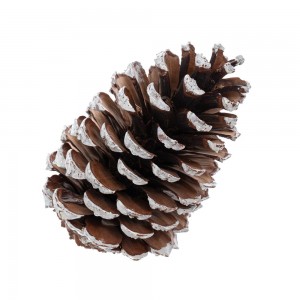 Κουκουνάρια βαμμένα 13 - 15 εκ