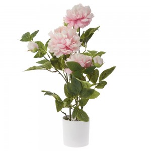 Διακοσμητικό φυτό παιώνια σε ροζ χρώμα με γλάστρα 70 εκ