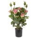 Διακοσμητική ροζ τριανταφυλλιά σε μαύρη pp γλάστρα 45 εκ