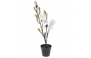 Διακοσμητικό φυτό λευκή μανόλια σε μαύρη pp γλάστρα 53 εκ