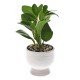 Διακοσμητικό φυτό πρασινάδα σε κεραμική γλάστρα 24 εκ