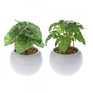 Διακοσμητικό φυτό πρασινάδα σε δύο σχέδια σε λευκό κεραμικό γλαστράκι 15 εκ