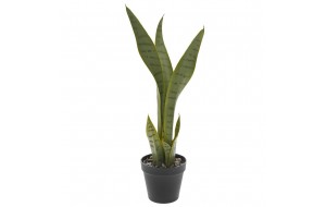 Διακοσμητικό φυτό σε πράσινο χρώμα με μαύρο pp γλαστράκι 51 εκ