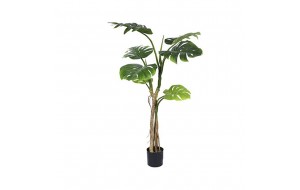 Φυτό μονστέρα διακοσμητική με οκτώ φύλλα σε pp γλάστρα 130 εκ