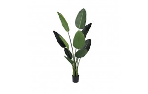 Φυτό ραβεναλα με δέκα φύλλα σε pp γλάστρα 150 εκ