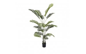 Φυτό διακοσμητικός φοίνικας αρέκα με δεκαοκτώ φύλλα σε pp γλάστρα 180 εκ
