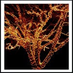 240 LED Εξωτερικού χώρου IP44 με πρόγραμμα πράσινο καλώδιο - θερμό φως 10m G/WW